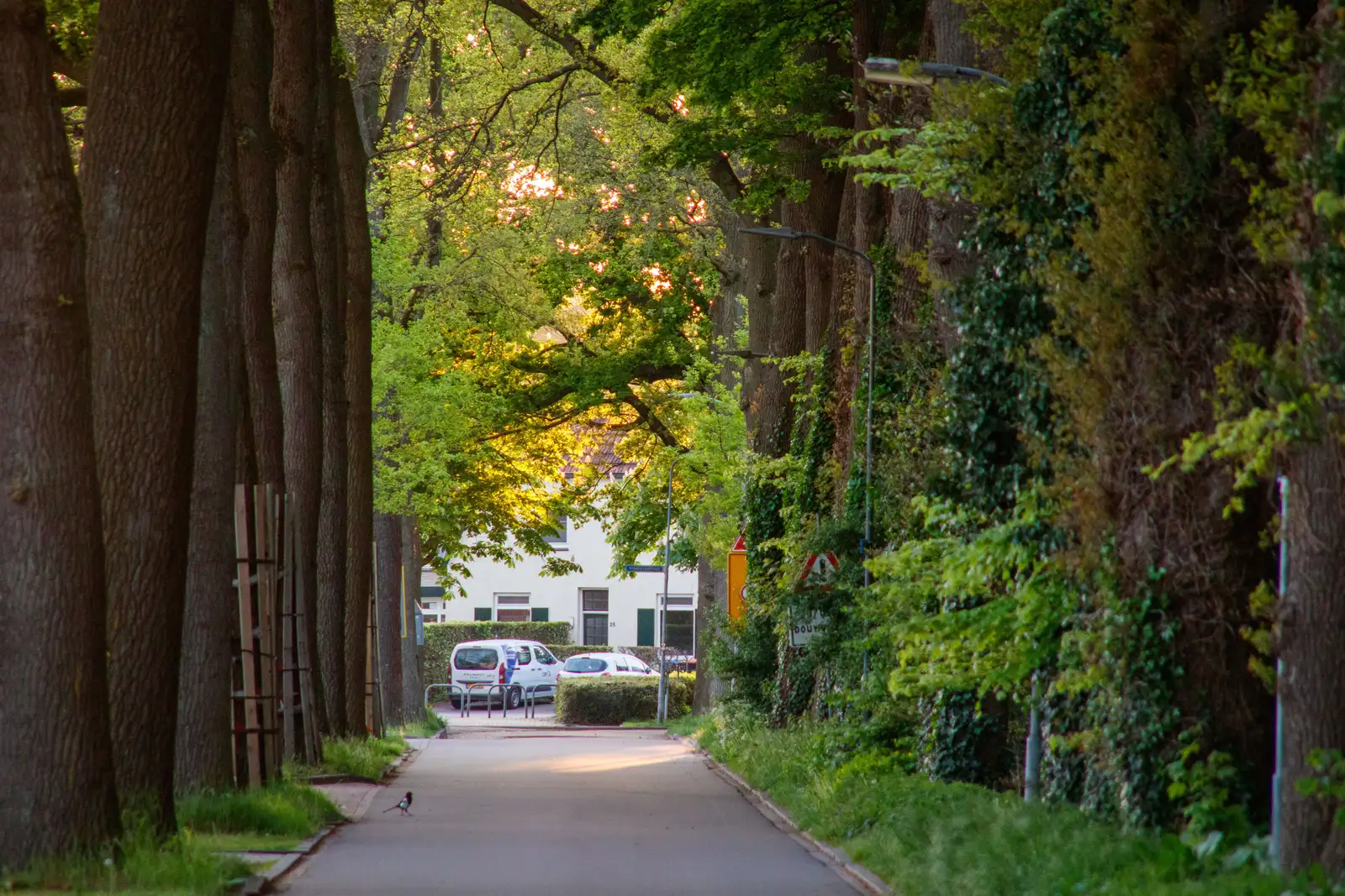 Calle arbolada con pinada en una urbanización de chalets entre Campolivar y La Cañada